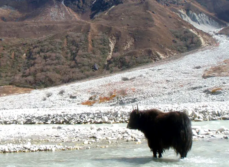 Langtang Ganjala Pass Trek