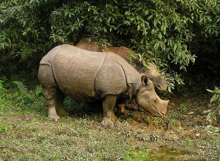 Safari  in Chitwan National Park